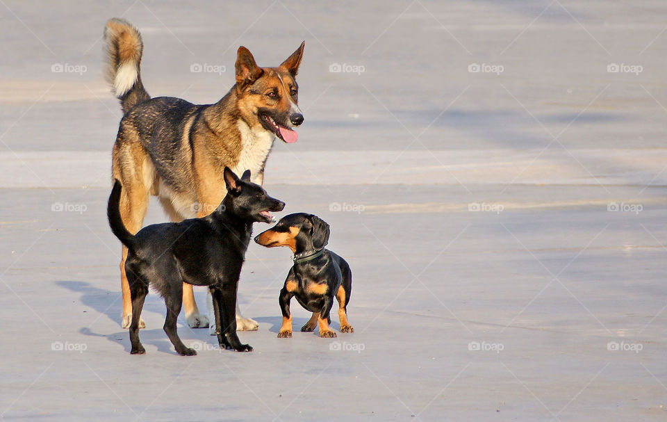 Three different dogs together on the street 