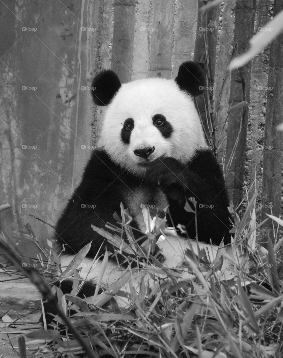 Panda