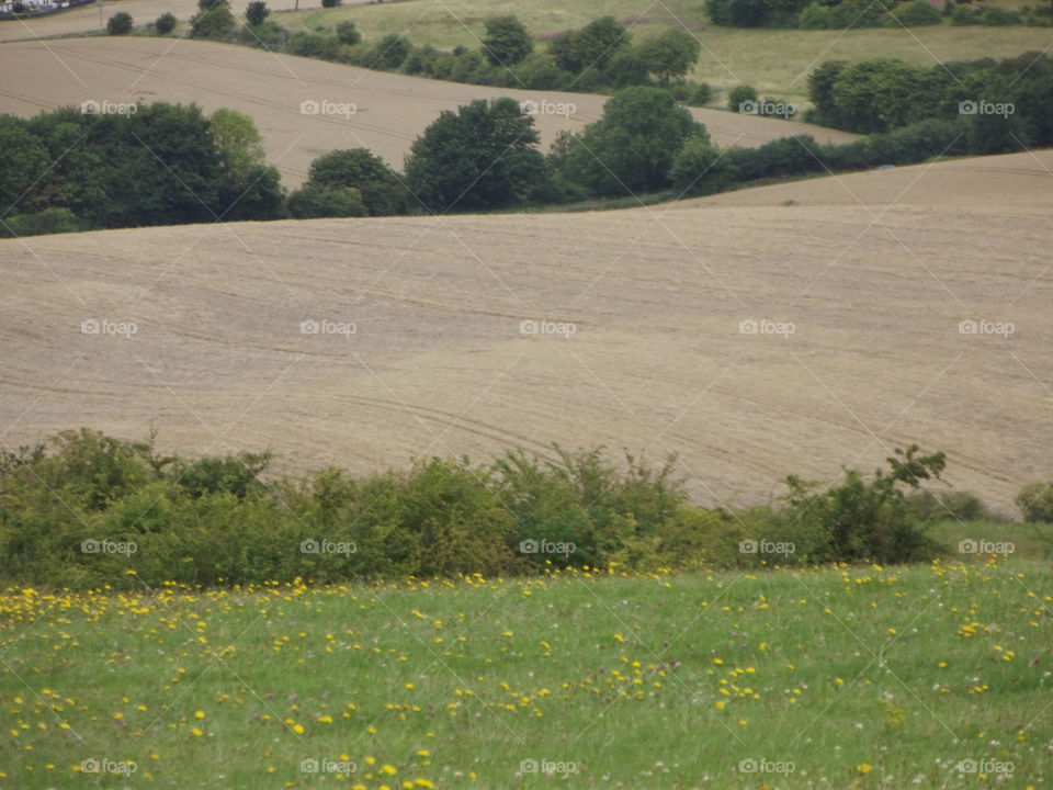 Farmland