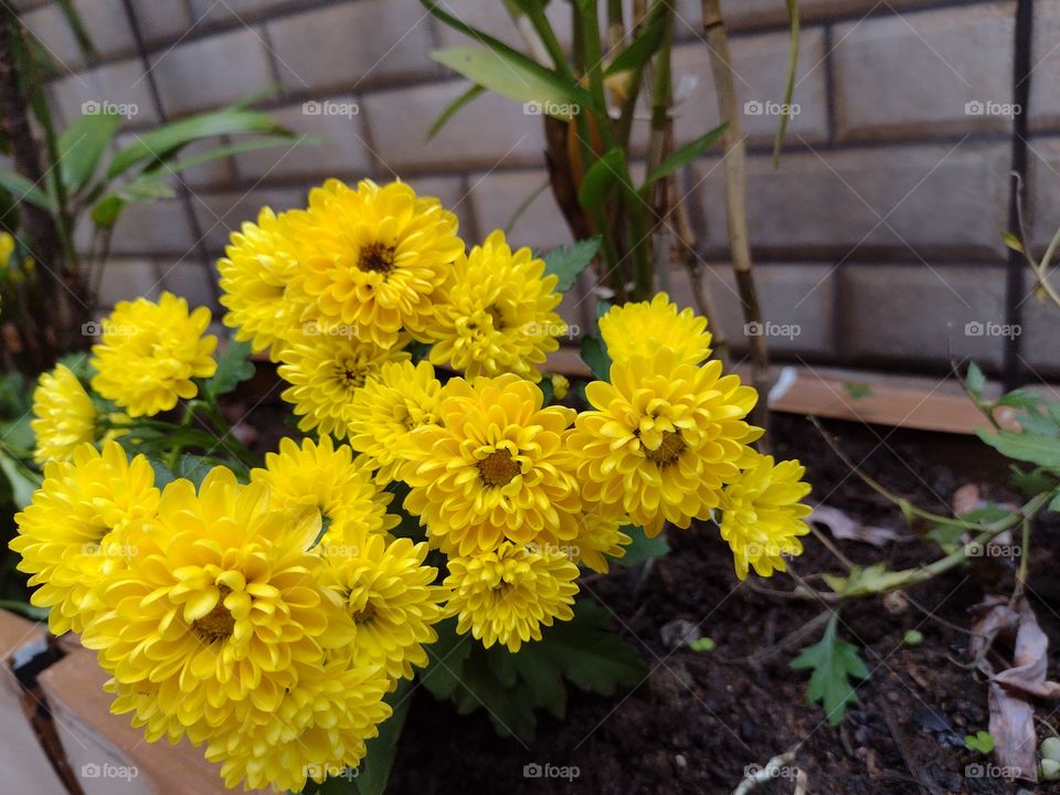 flores amarelas muito mimosa