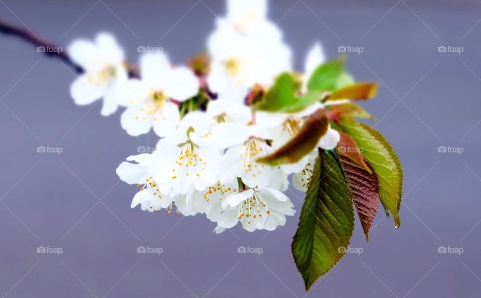 White Tree Blossom