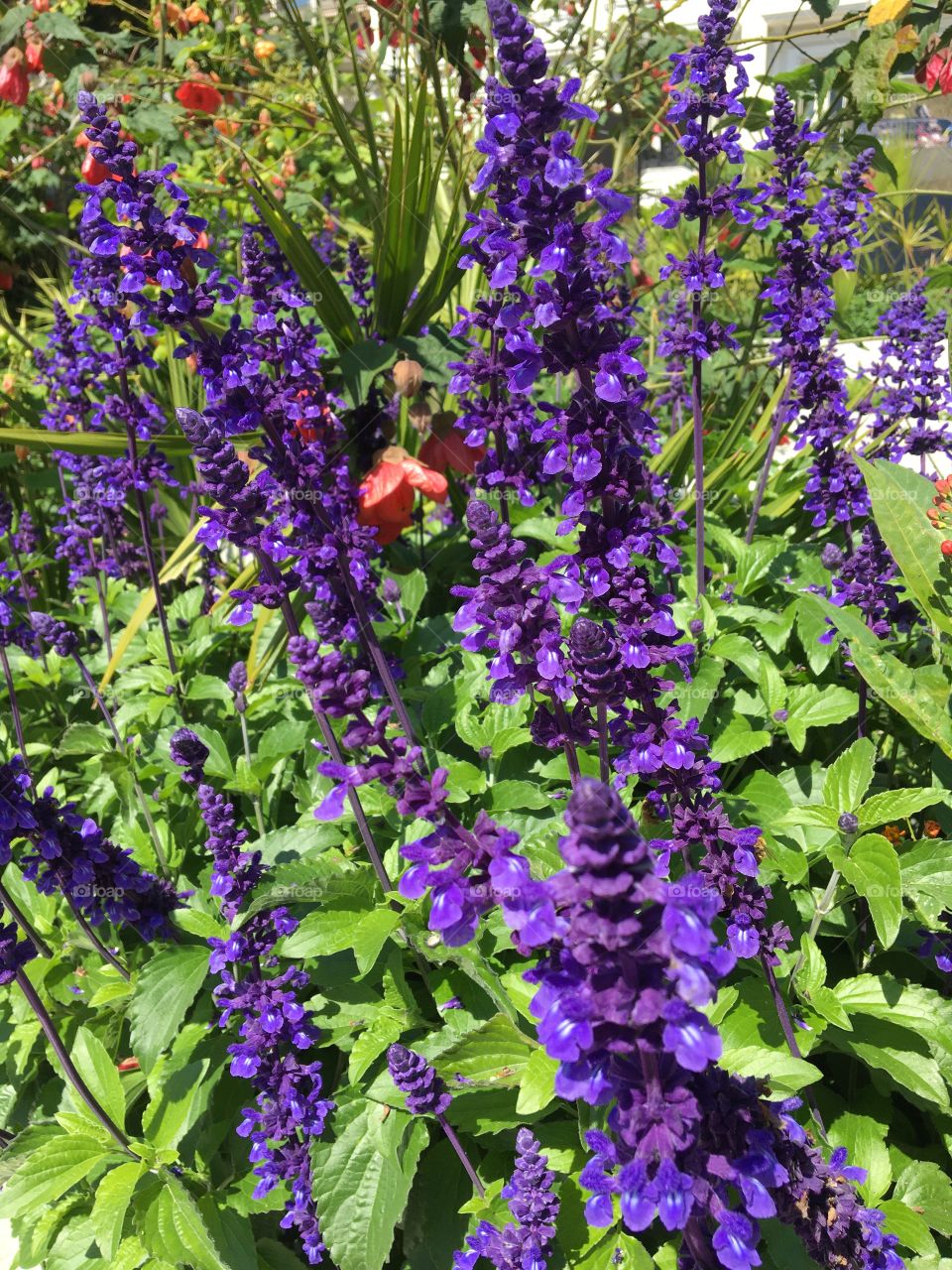 Blue flowers of Salvia