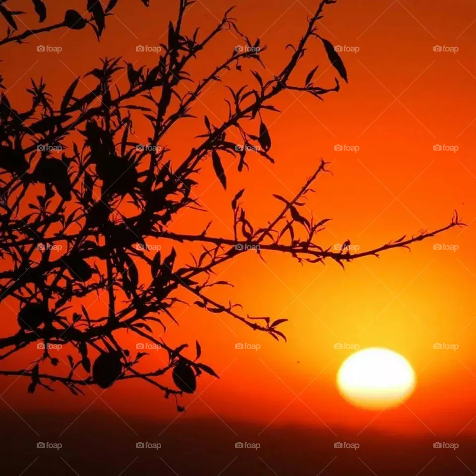 sunset focus