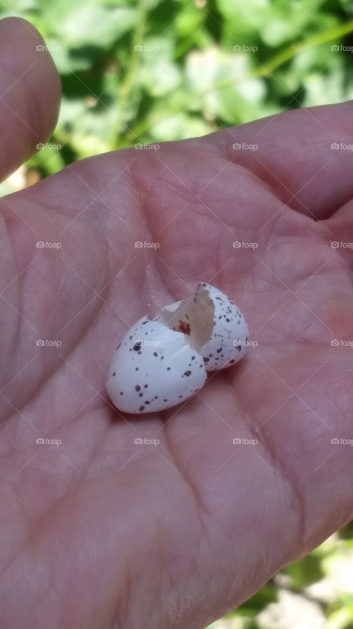 Barn Swallow Egg