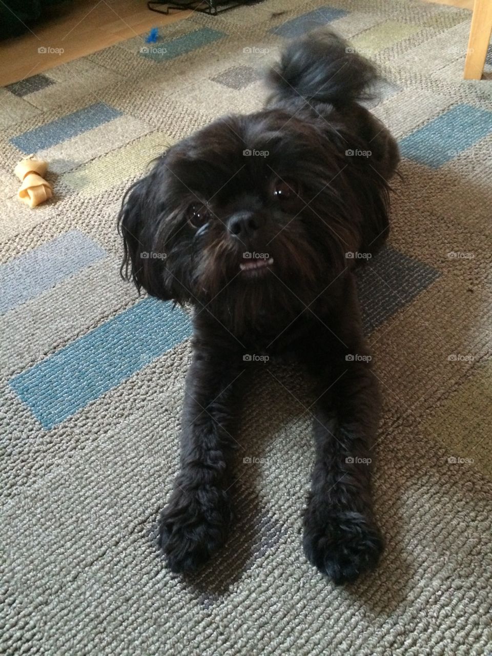 Black shitzu 