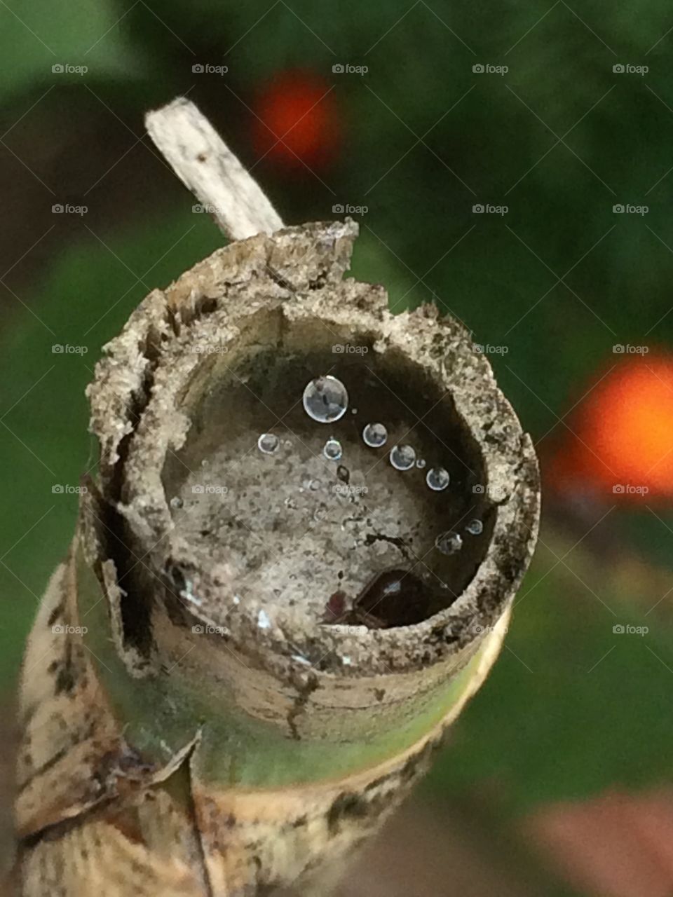 Times itself comes in drops 