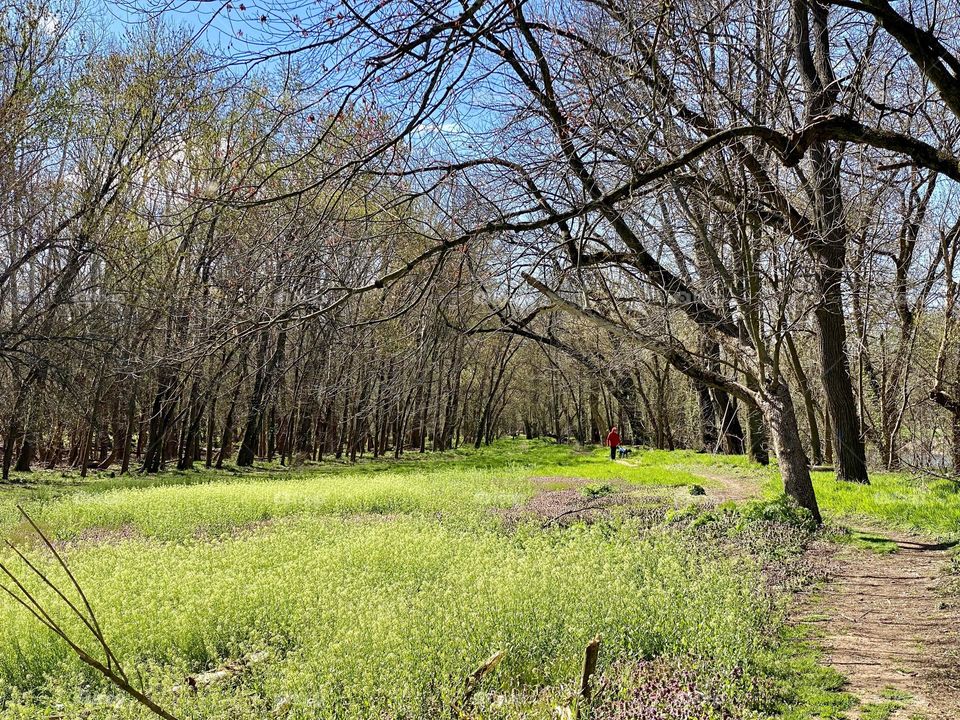 A person walking along a trail through the woods