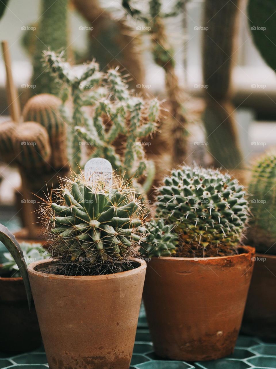 Different size cactus in clay pots in botanical garden, no people 