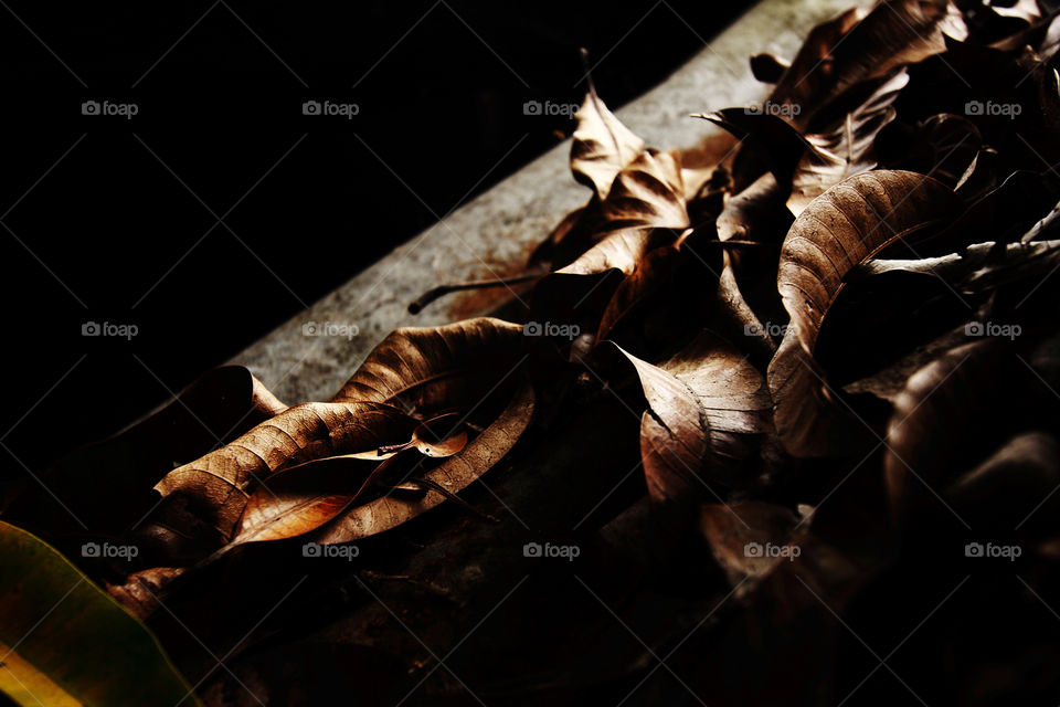 leaves and texture