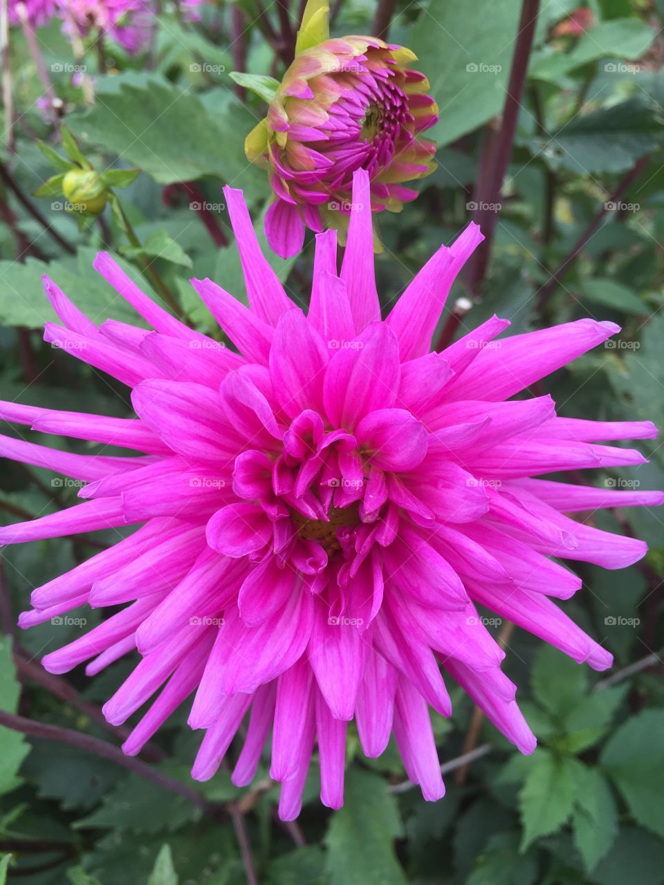 Pink flower