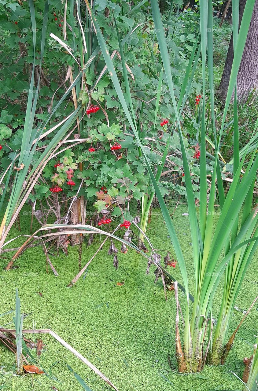 green swamp in our park