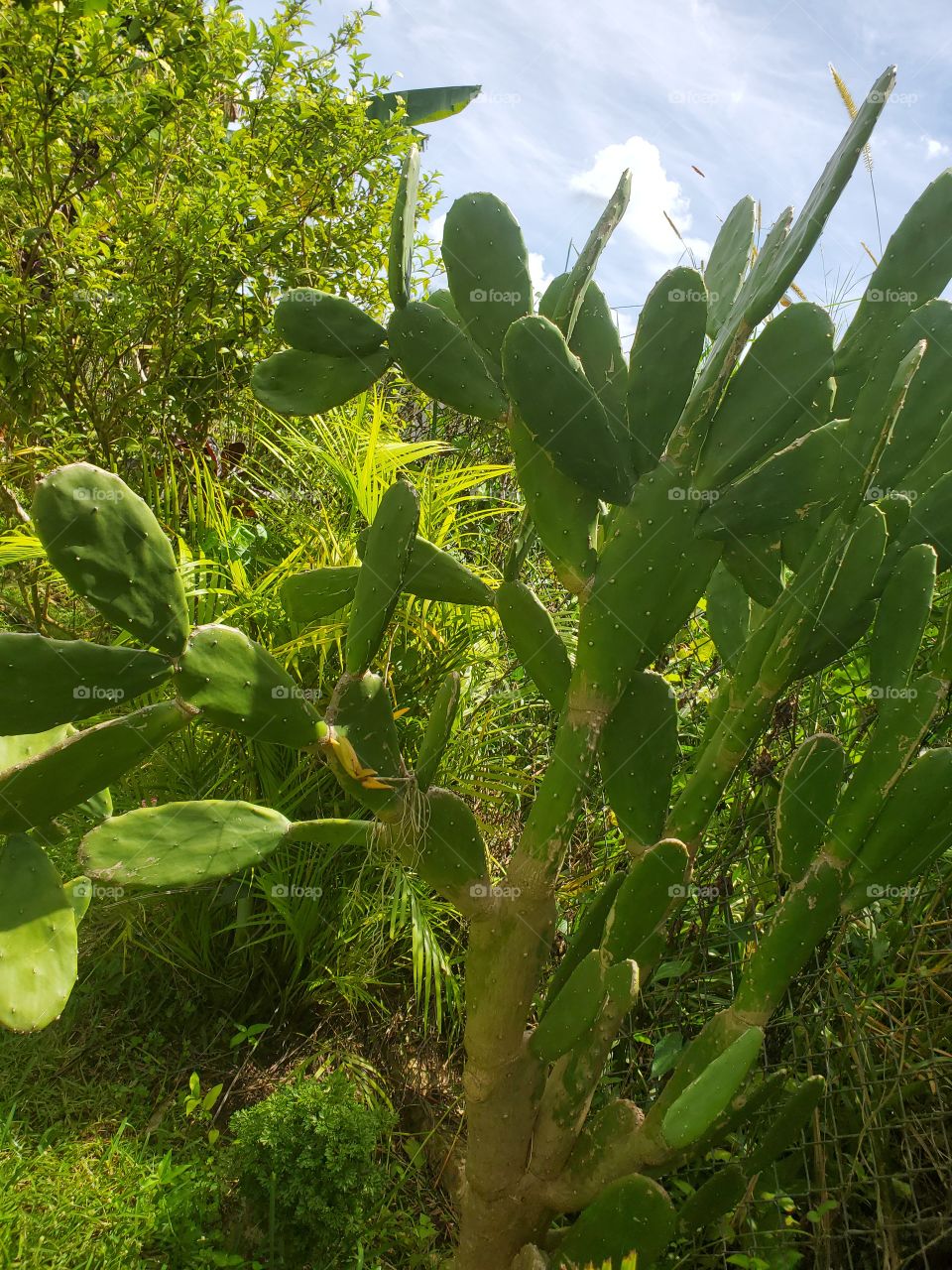 beautiful cactus tree