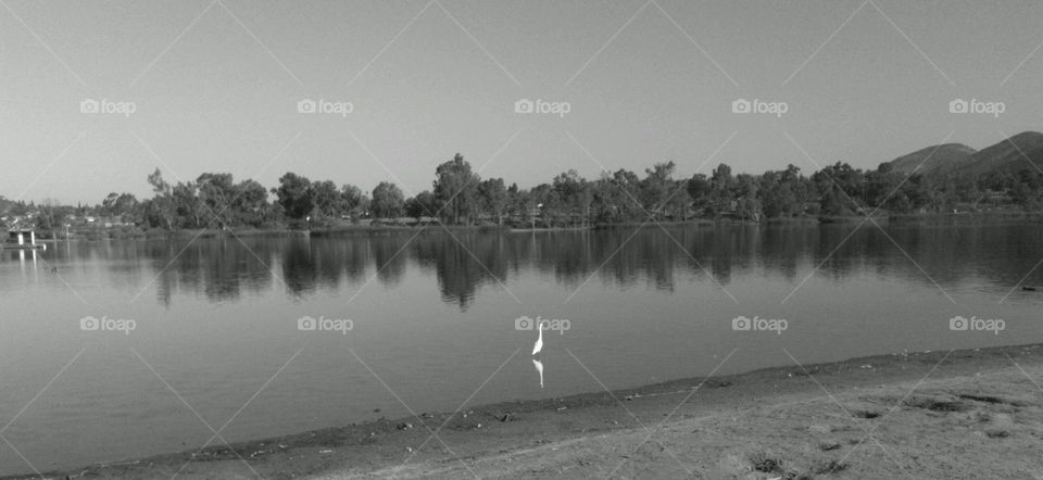 Egret At Work Fishing Lake Murray