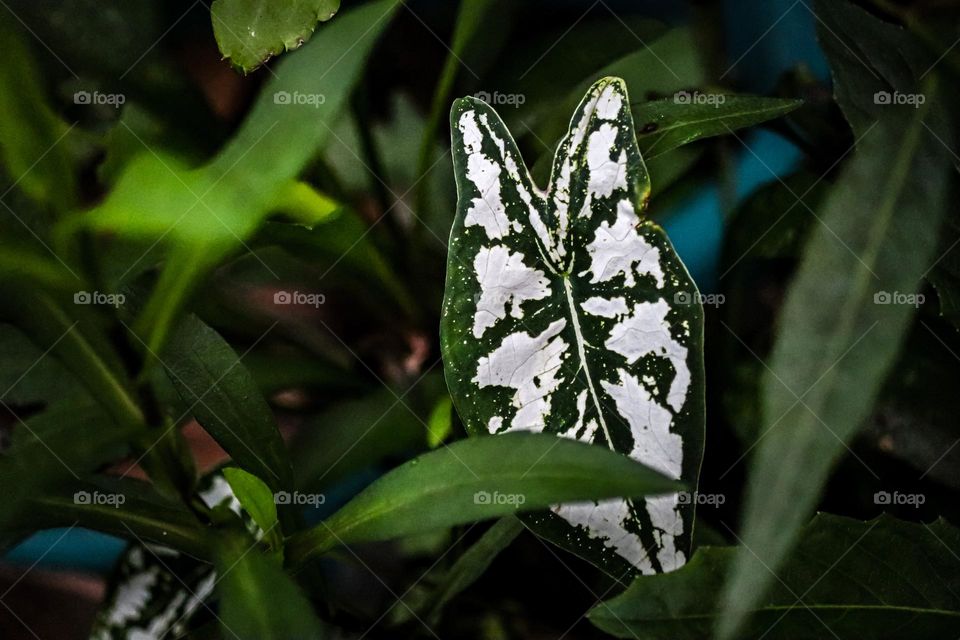 Close up view of a caladium leaf plant with beautiful patterns and colours on the leaf