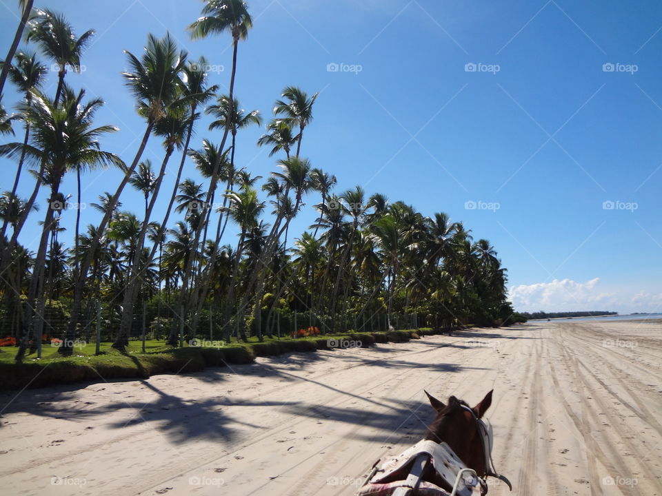 Horse on the beach in Brazil