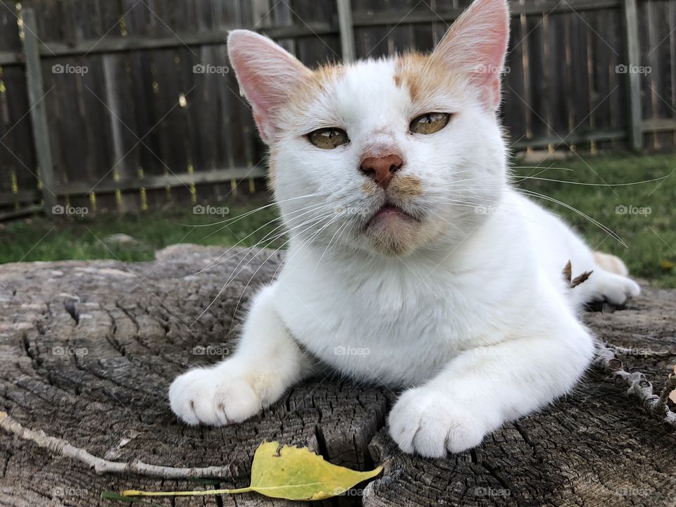 Adorable expression on a sweet cat