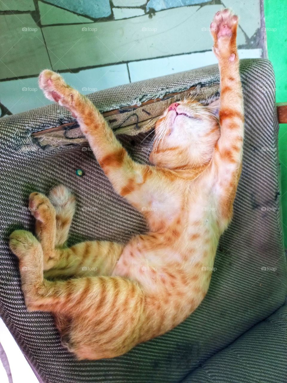 The cat that was sleeping on the sopa was broken