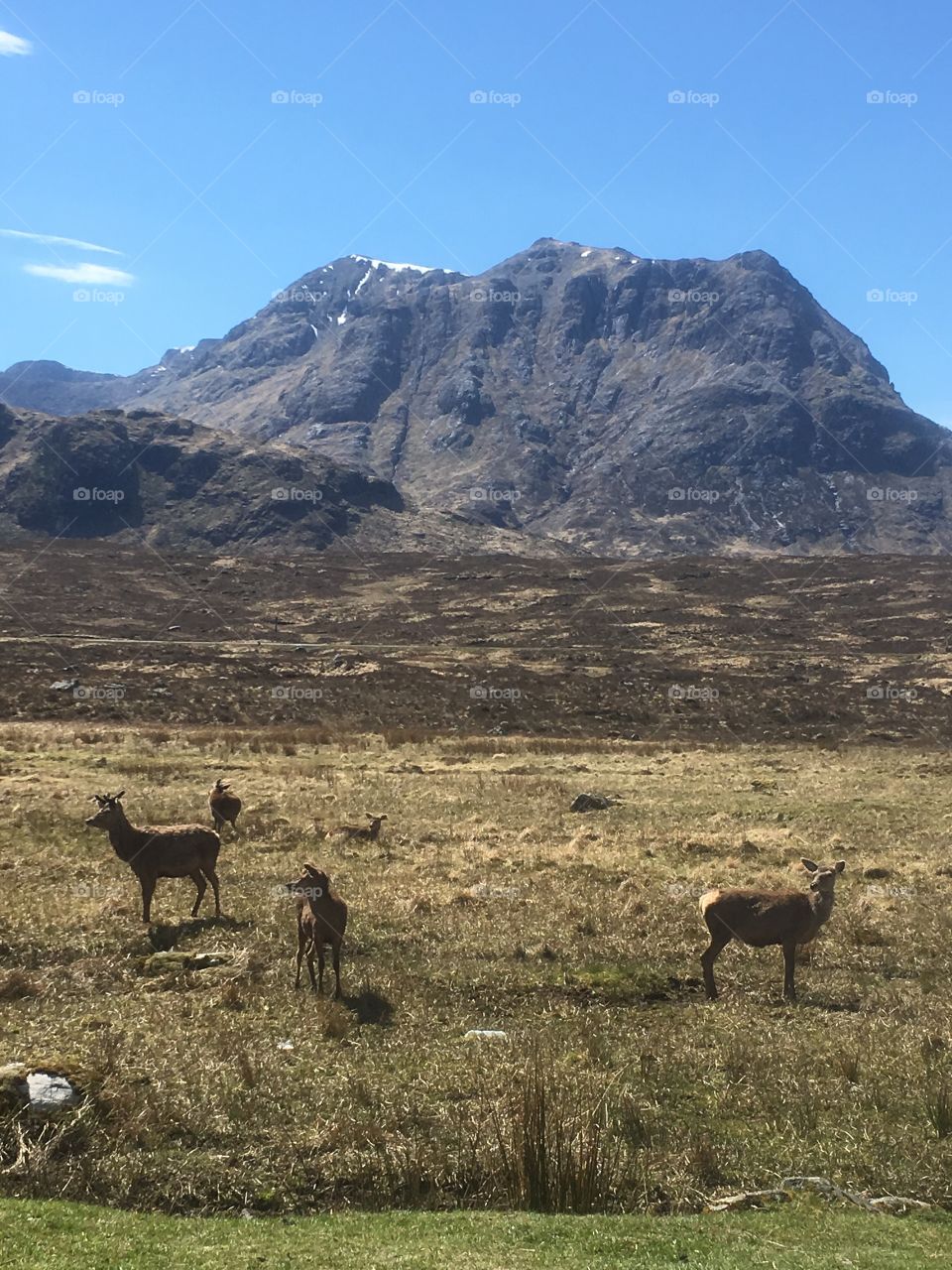 Alert. Wild deer roam the countryside of Glen Coe, Scotland. Stunning mountain backdrop on a beautiful May afternoon. 