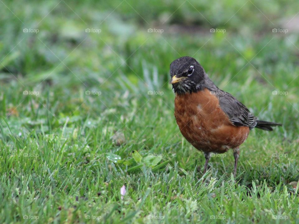American robin standing in grass giving camera an intent look 