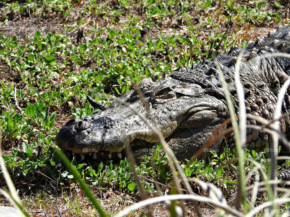 Unusual sus-pets - A large alligator lays quietly in the grasses for his next meal to come along