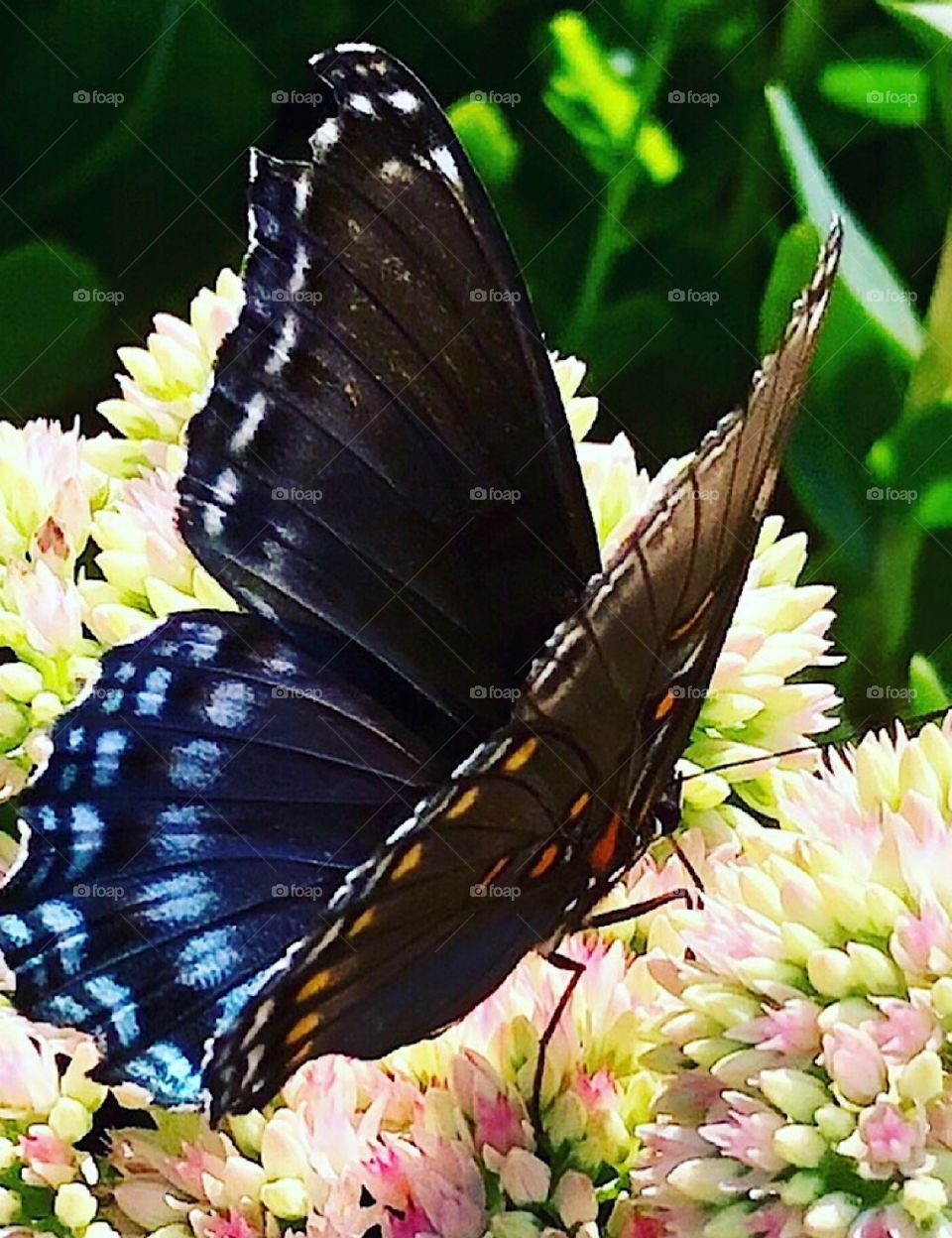 Butterflies Colorful butterfly on sedum flower 