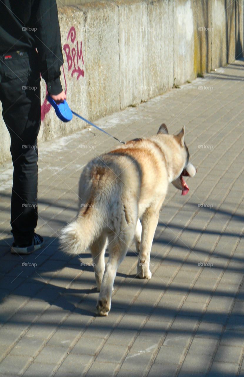 Street, Dog, Portrait, People, Mammal