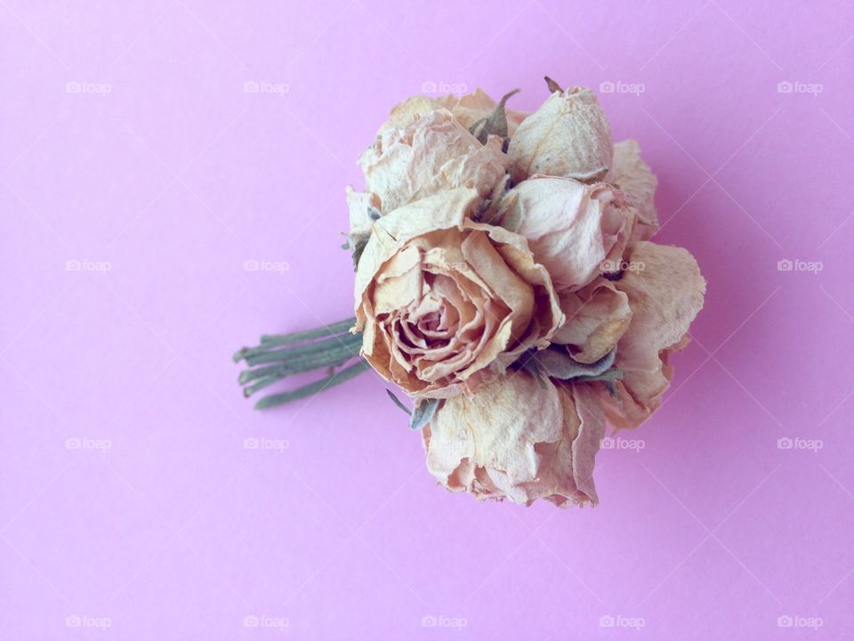 Bouquet of light pink mini roses on purple background 