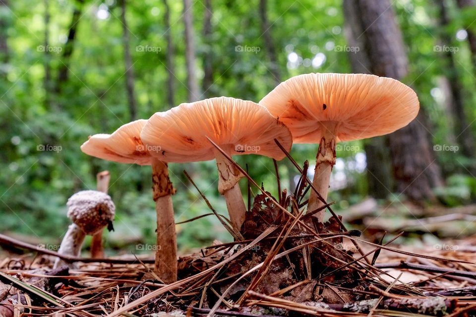A trio of Amanita mushrooms pushing up the forest litter, with an orange appearance as the sun’s light passed through. Raleigh, North Carolina. 