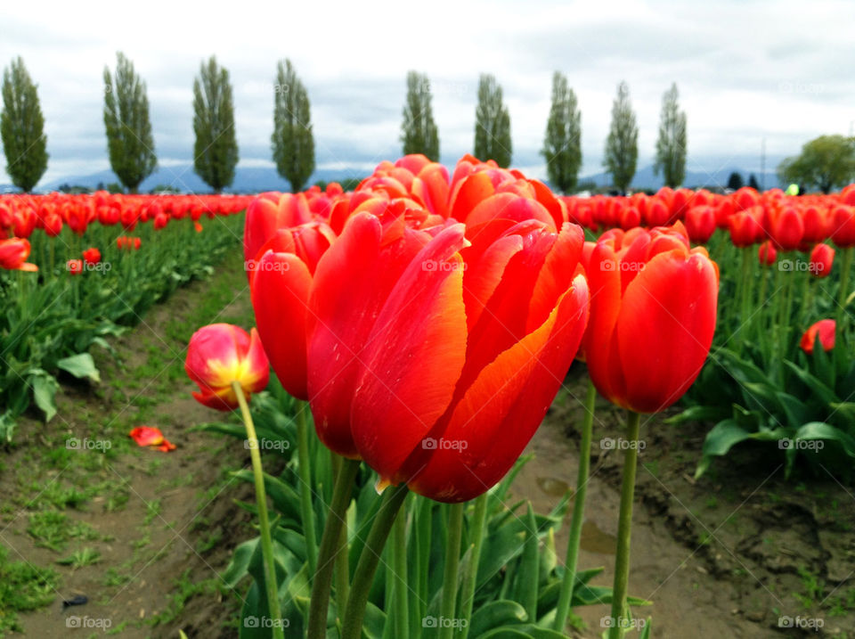 Tulip fields