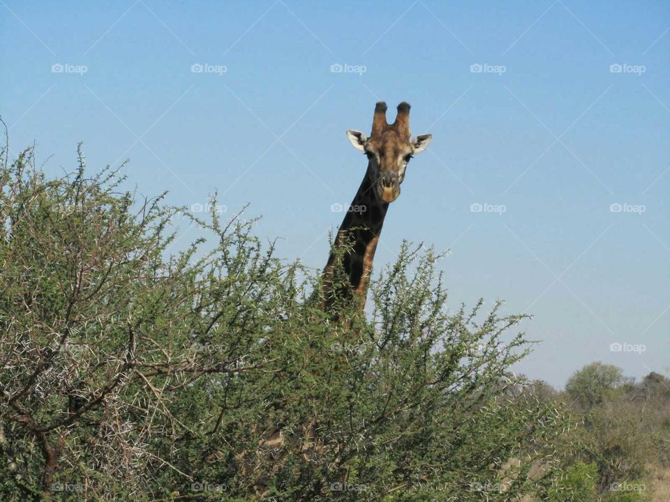 Giraffe Hello