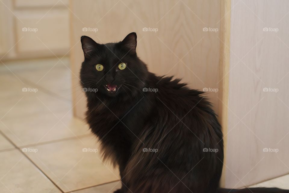 My cat letting me know it's his lunchtime.