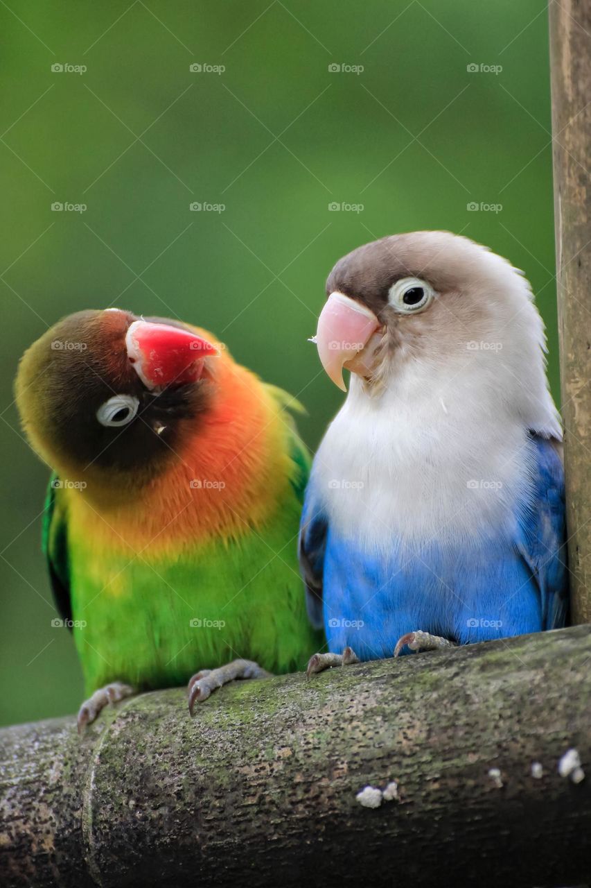 Lovebirds talking