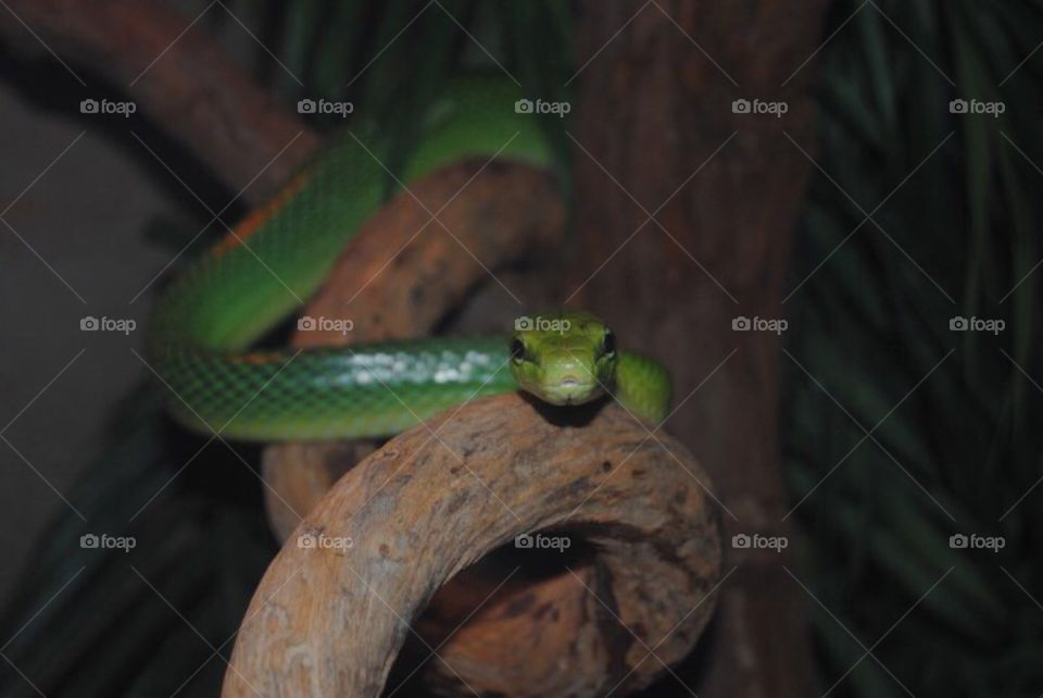 Green Snake