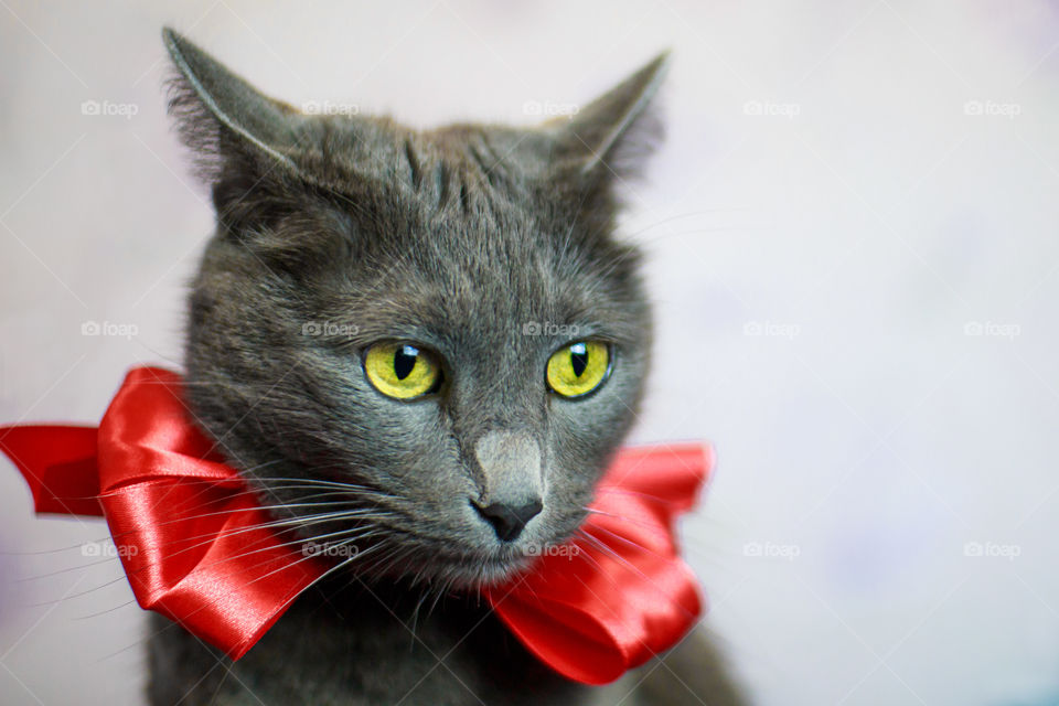 cat with bow