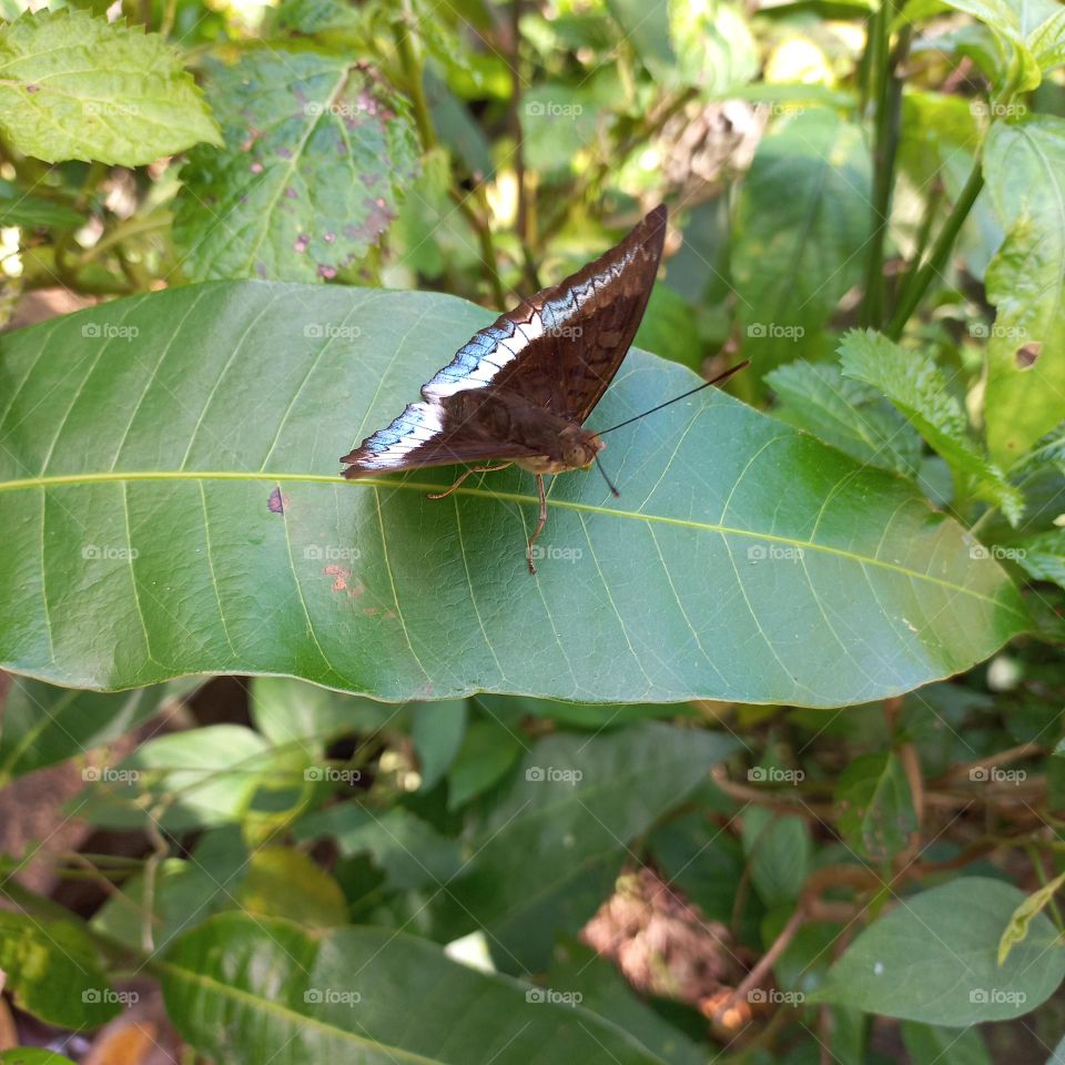 Beautiful butterfly with white markings on the wings
