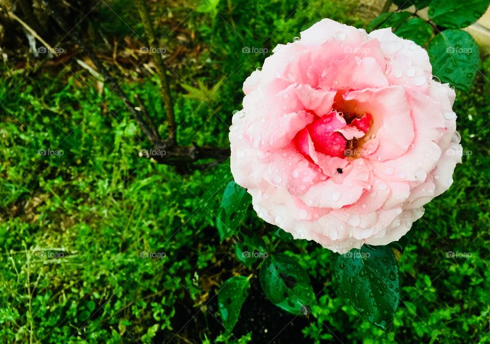 Beautiful blooming pink roses 