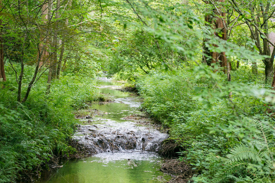 peaceful water brook