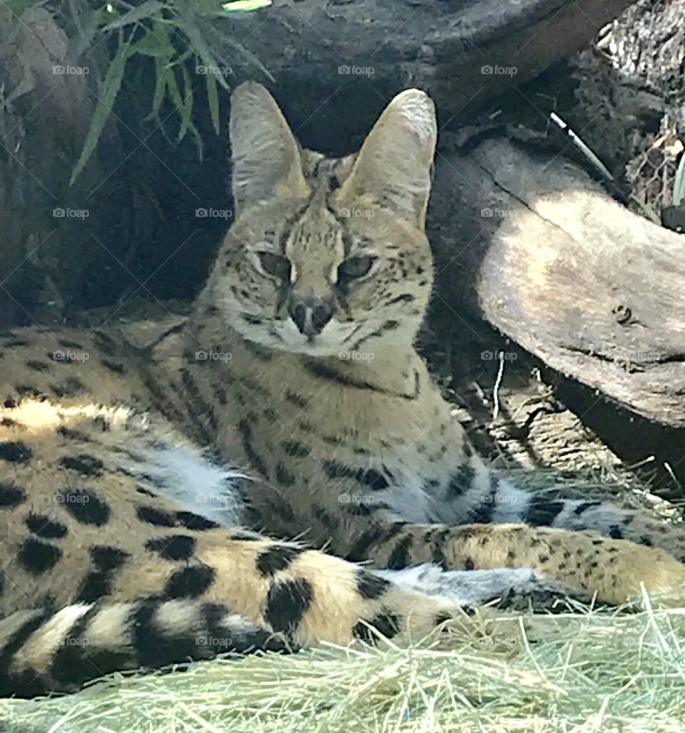 Serval 