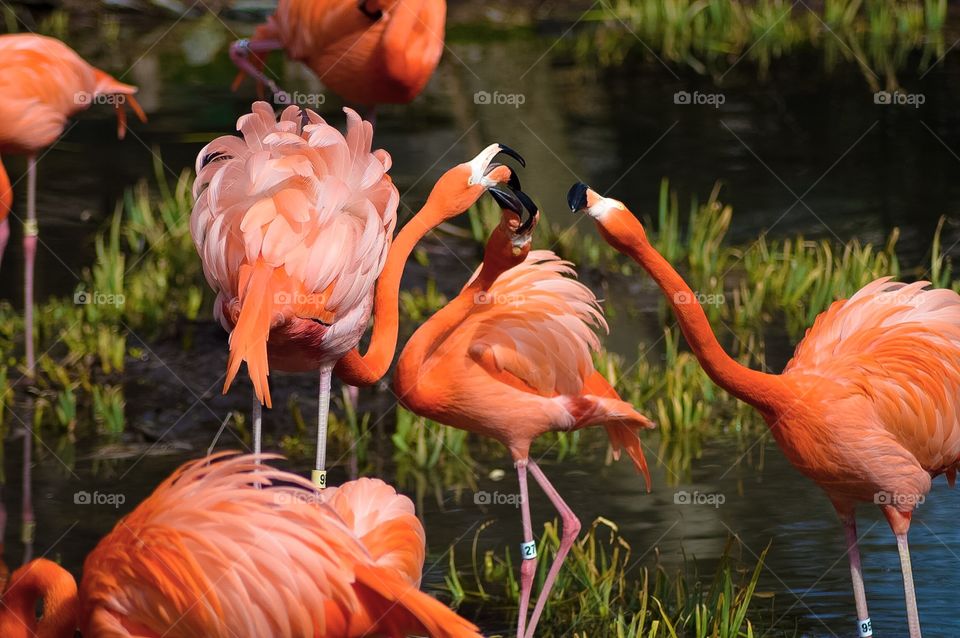 Flamingos in Captivity 