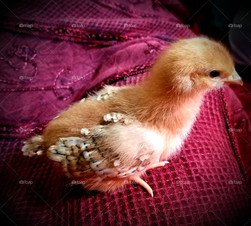 Baby Chick