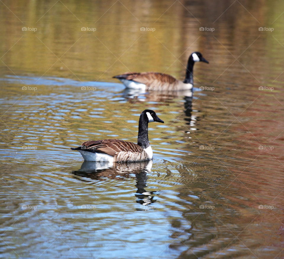nature lake geese canadian by delvec
