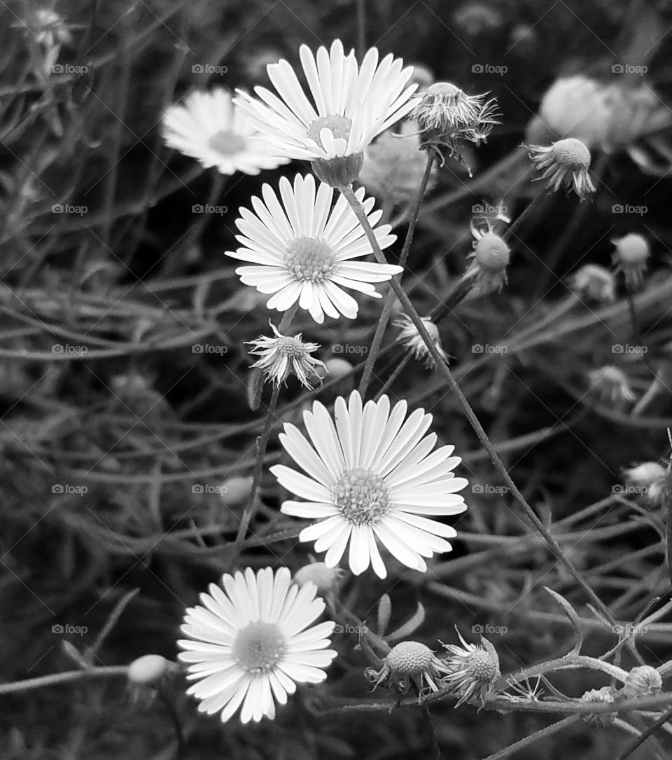 Daisies in Black and White