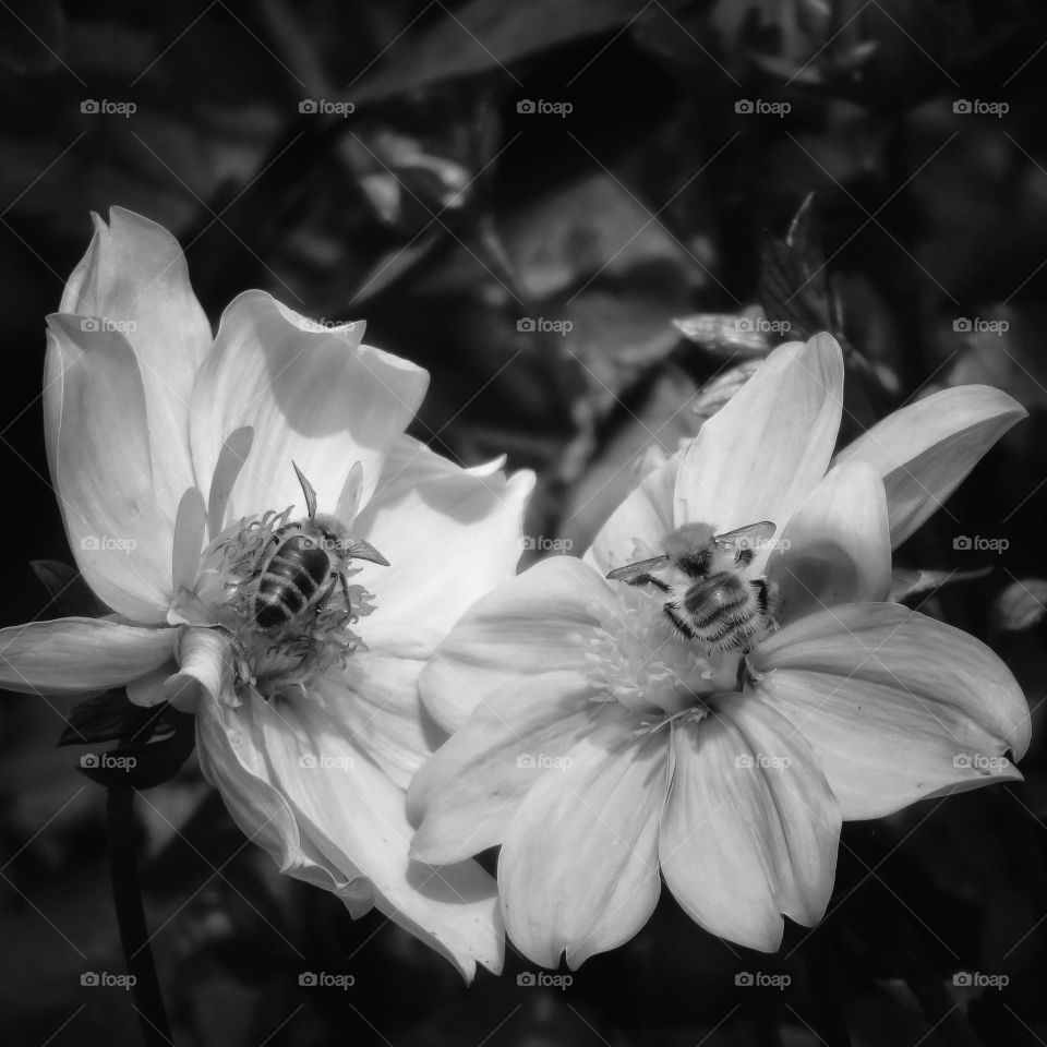 Two bees foraging some flowers in the garden