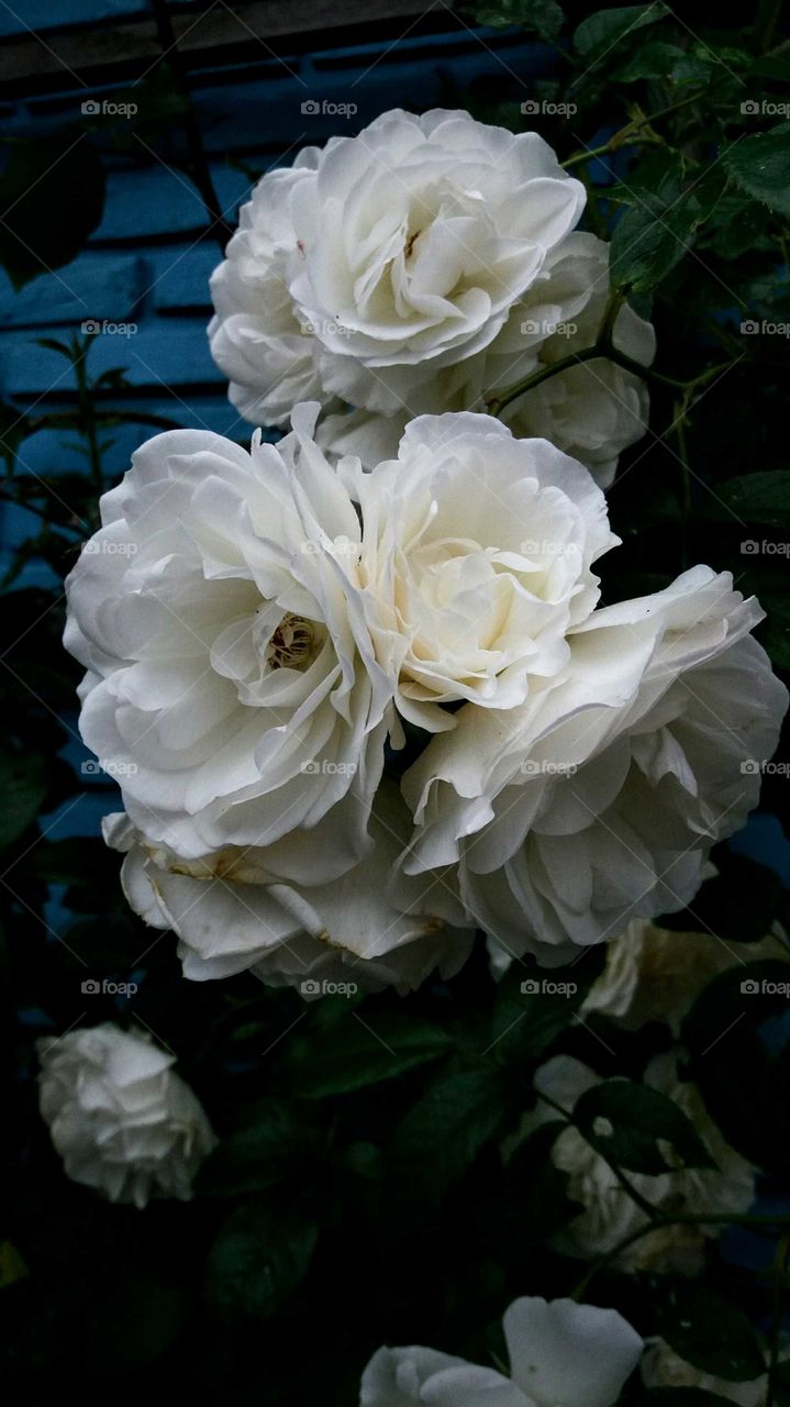 white roses bouquet