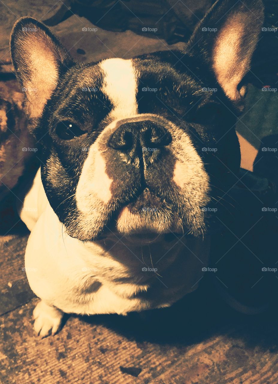 frenchie asking for food