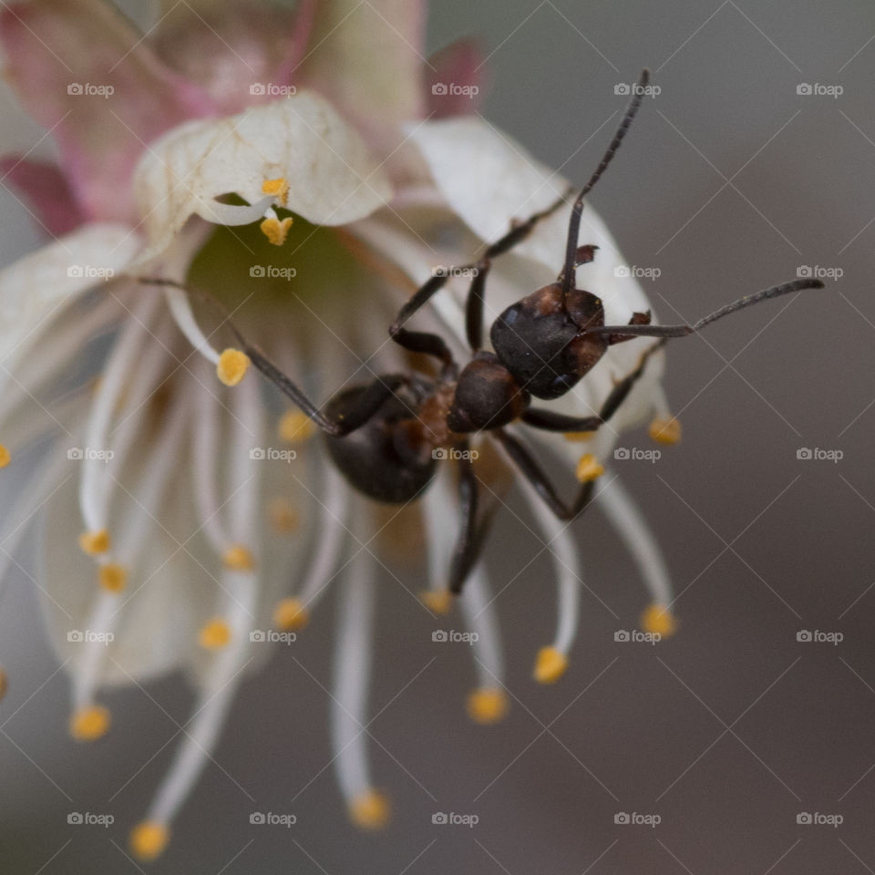 macro photo of an ant on a small blossom