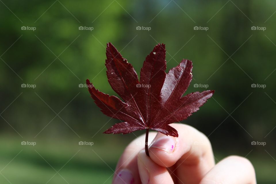 Japanese maple leaf 