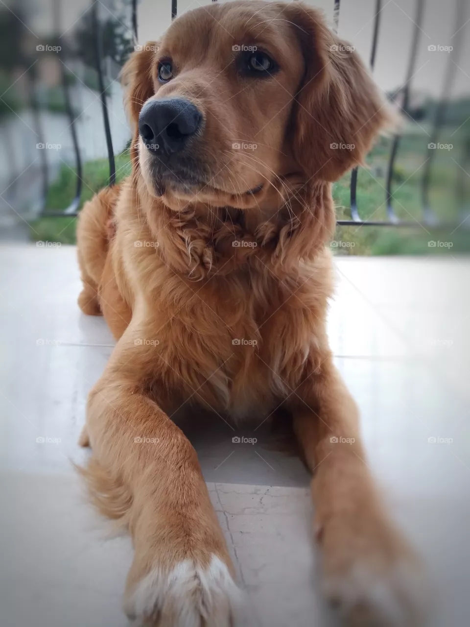 My prince!