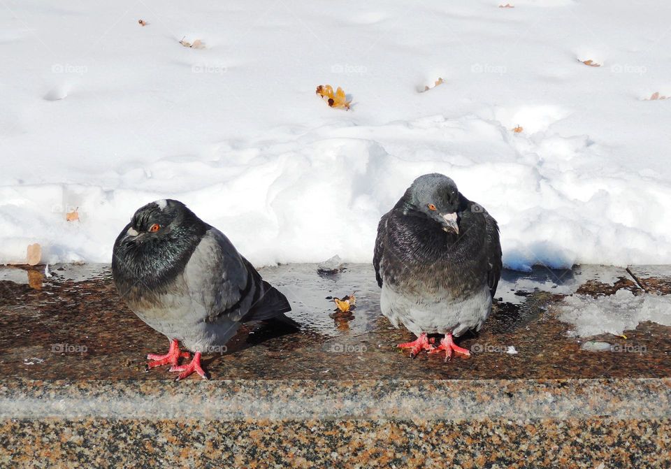 Dove birds