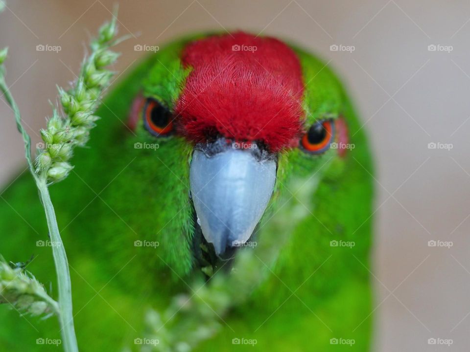 Portrait of kakariki parakeet